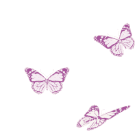 Borboletas Butterflies Sticker