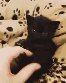 Black Cat GIF