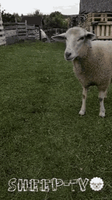 Sheep Animals GIF - Sheep Animals Farm Animals GIFs