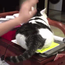 Thicc Slap GIF - Thicc Slap Cat GIFs