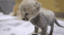 Baby Cheetah Ready For The World Cup GIF - Baby Cheetah Soccer GIFs
