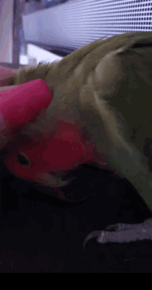 Parrot Touched GIF - Parrot Touched Cute GIFs