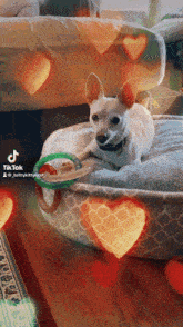 Babydoggie Chihuahua GIF