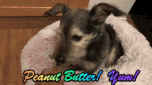 Dog Peanut Butter GIF