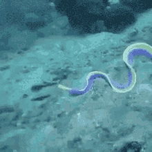 Eel Ratio GIF - Eel Ratio Shrimple GIFs