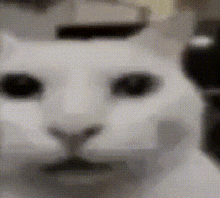 Cat Osu GIF - Cat Osu Greece GIFs
