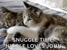 funny animals cats cuddle