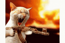 Cat Shooting GIF - Cat Shooting GIFs