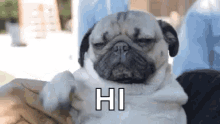 Pug Hello GIF - Pug Hello Hi GIFs
