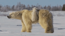 When Someone Offers Me A Ride GIF - Polarbears Snow Babybear GIFs