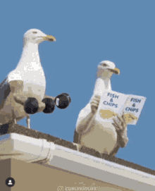 seagulls aggressive