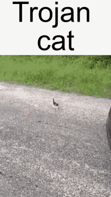 Trojan Cat Cat Ambush GIF - Trojan Cat Cat Ambush Swarm Of Cats GIFs