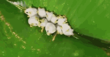 Honduran White GIF - Honduran White Bat GIFs