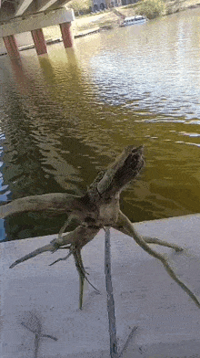a tree stump is sitting on a pier next to a river .
