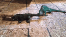 gecko playing playing curious cat cat fails gecko