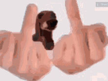 Dog Meme GIF - Dog Meme Middle Finger GIFs