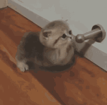 kitten eating doorstop cat cute