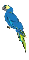 a blue and yellow parrot with a green tail is sitting on a white background