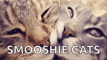 Cats Kisses GIF