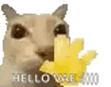 a cat is holding a piece of pineapple in its mouth and says hello .