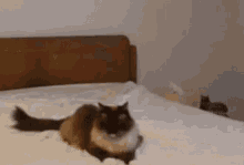 Cat Boop GIF - Cat Boop Pets GIFs