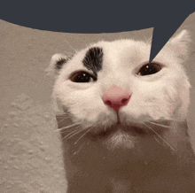 Fucked Up Cat Meme GIF - Fucked Up Cat Meme Speech Bubble GIFs