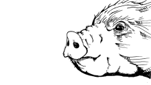 Sniff Test GIF - Sniff Test Pig GIFs