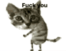 Fuck You El Gato GIF - Fuck You El Gato Cat GIFs