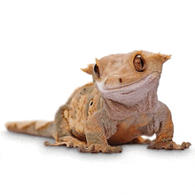 a close up of a crested gecko with a smile on its face .