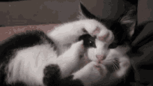 Cat Play GIF - Cat Play Do Not Bother GIFs