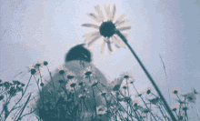 Spinning Flower GIF - Spinning Flower Field GIFs