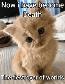 a kitten with the words now i have become death the destroyer of worlds on it