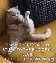 Get Over Here Foot GIF - Get Over Here Foot Paw GIFs