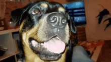 Dog Rottweiler GIF - Dog Rottweiler Tongue Out GIFs