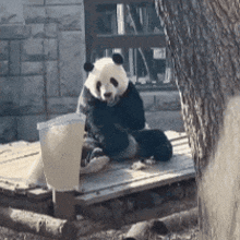 a panda bear is sitting on a wooden platform next to a tree drinking water