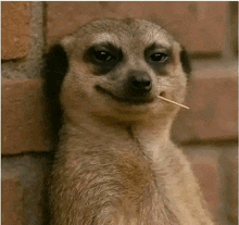 a meerkat is holding a toothpick in its mouth .