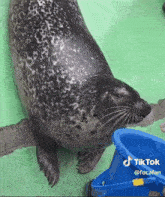 Leizigirl Seal GIF - Leizigirl Seal Seal Smelly GIFs