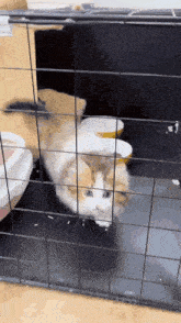 a brown and white cat in a cage with the number 2022 on the bottom of the screen