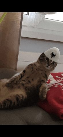 a cat is laying on its back with a white hat on its head