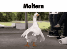 Moltern Silly Goose GIF - Moltern Silly Goose Ytpmv GIFs