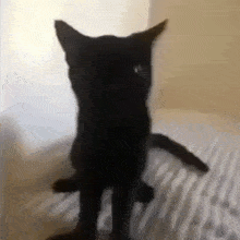 a black cat is standing on its hind legs on a bed looking at the camera .