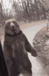 Bear Walking GIF - Bear Walking Back And Forth GIFs