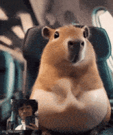 a hamster is sitting in a chair next to a man taking a picture