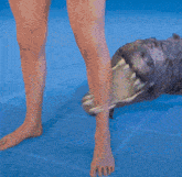 a person standing next to a crocodile on a blue floor
