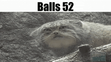 Balls Balls 52 GIF - Balls Balls 52 Cat GIFs
