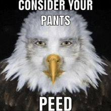 a bald eagle with the words " consider your pants peed " on it