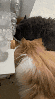 a cat is laying on a table next to a plastic bottle