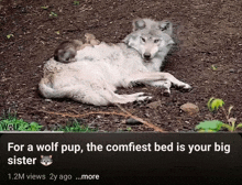 a picture of a wolf with a caption that says " for a wolf pup "