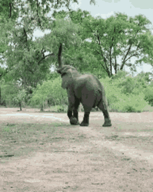 Proud To Be A Vegan Elephant Eating GIF