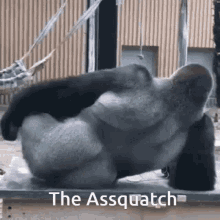 Sasquatch Assquatch GIF - Sasquatch Assquatch Gorilla GIFs